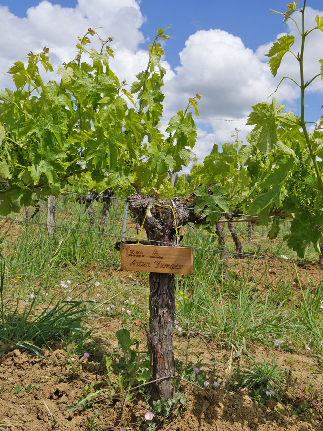 Виноградник на урожай